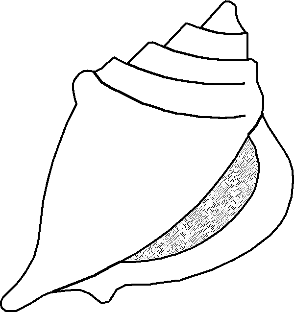 Black And White Sea Shell Clipart   Clipart Best