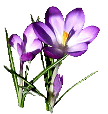 Spring Clipart Crocus Purple