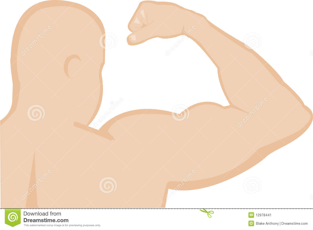 Man S Arm Flexing Bicep Muscle Stock Image   Image  12978441