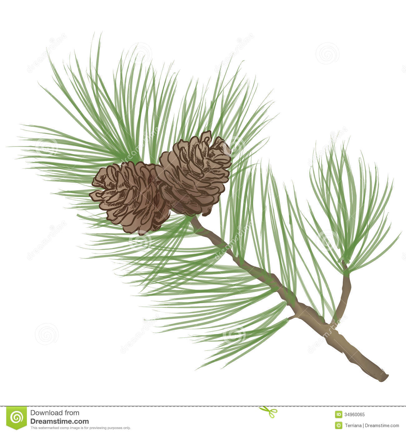 Christmas Pine Cone Clipart Wallpapers Pinecone Branch Collection