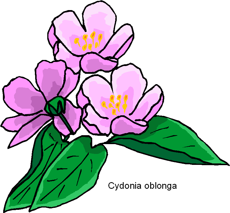 Cydonia Oblonga Free Flower Clipart   Free Microsoft Clipart
