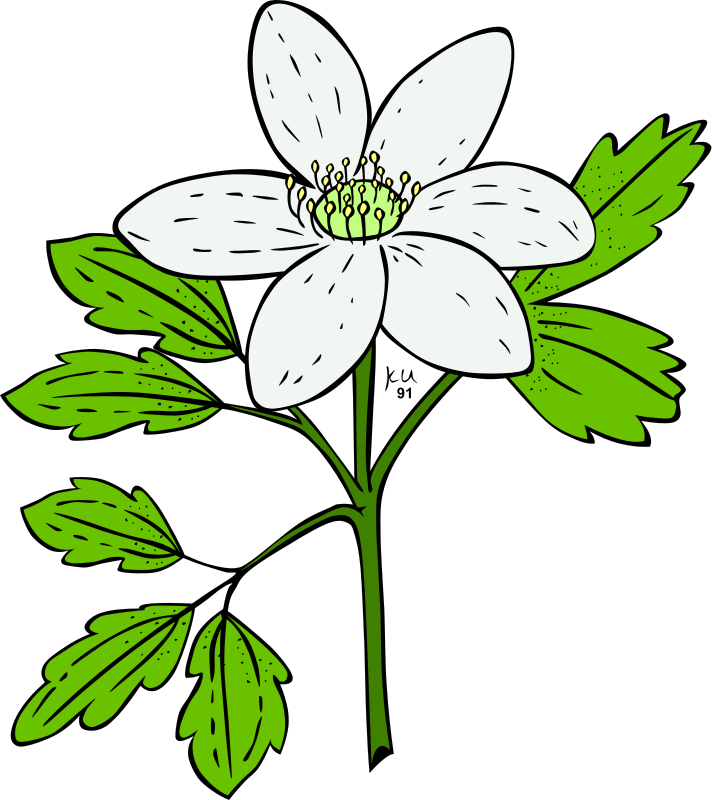 Flower Clipart Pictures Royalty Free   Page1   Clipart Pictures Org