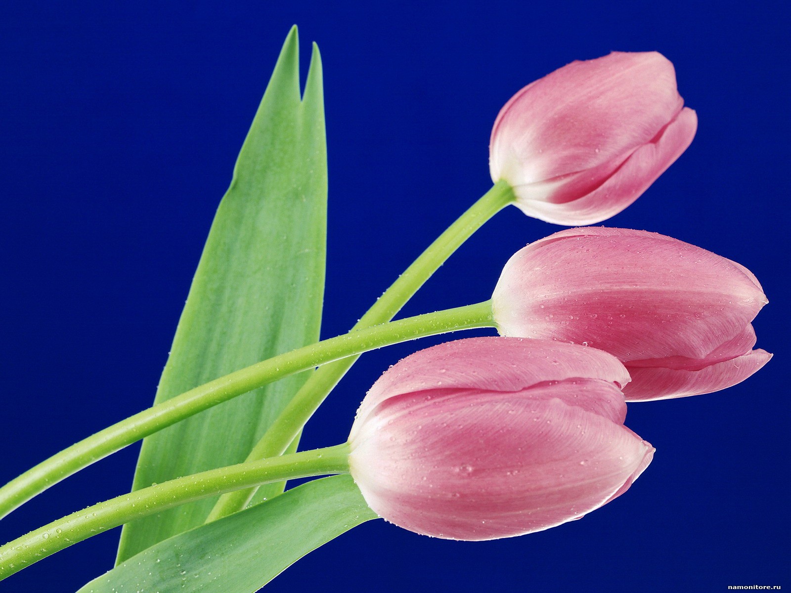 Pink Tulips On A Dark Blue Background Clipart Dark Blue Flowers