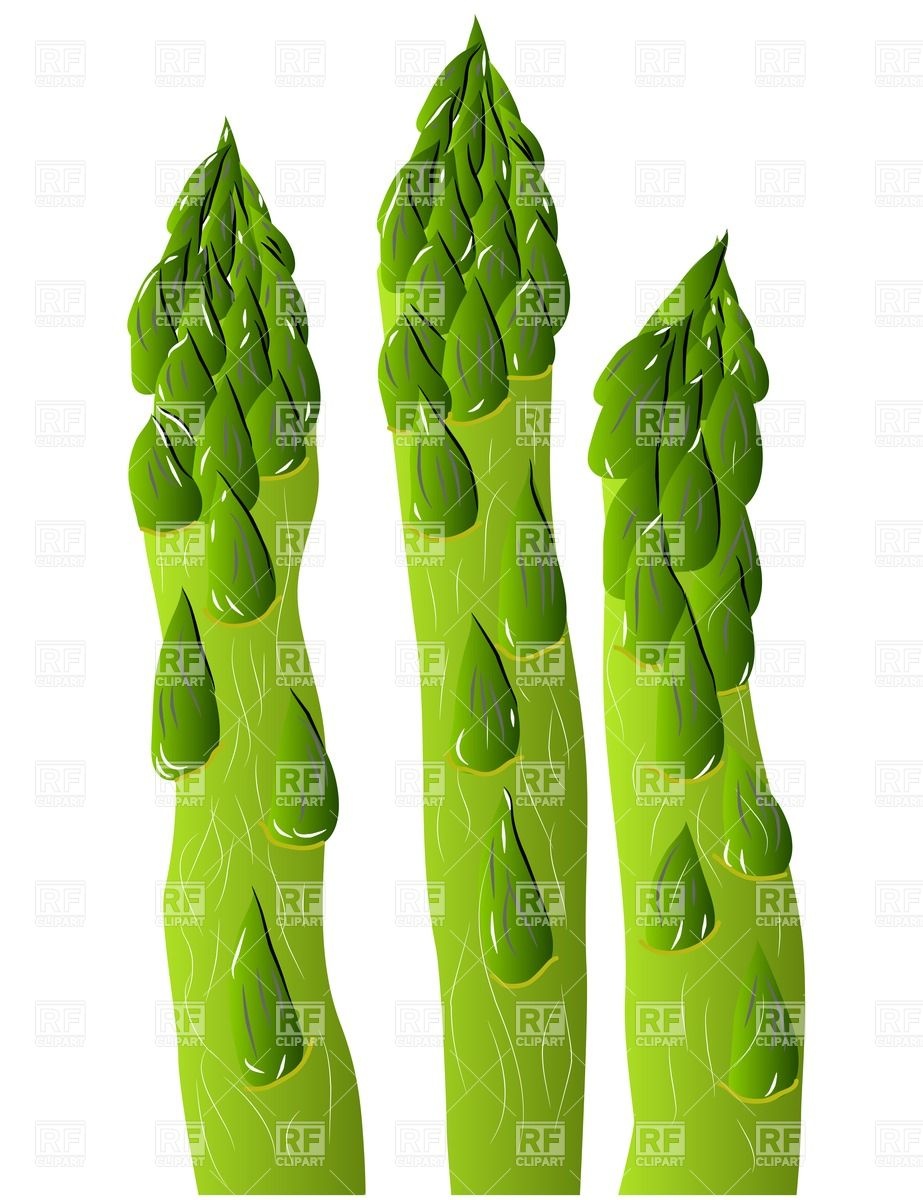 Asparagus Food And Beverages Download Royalty Free Vector Clip Art