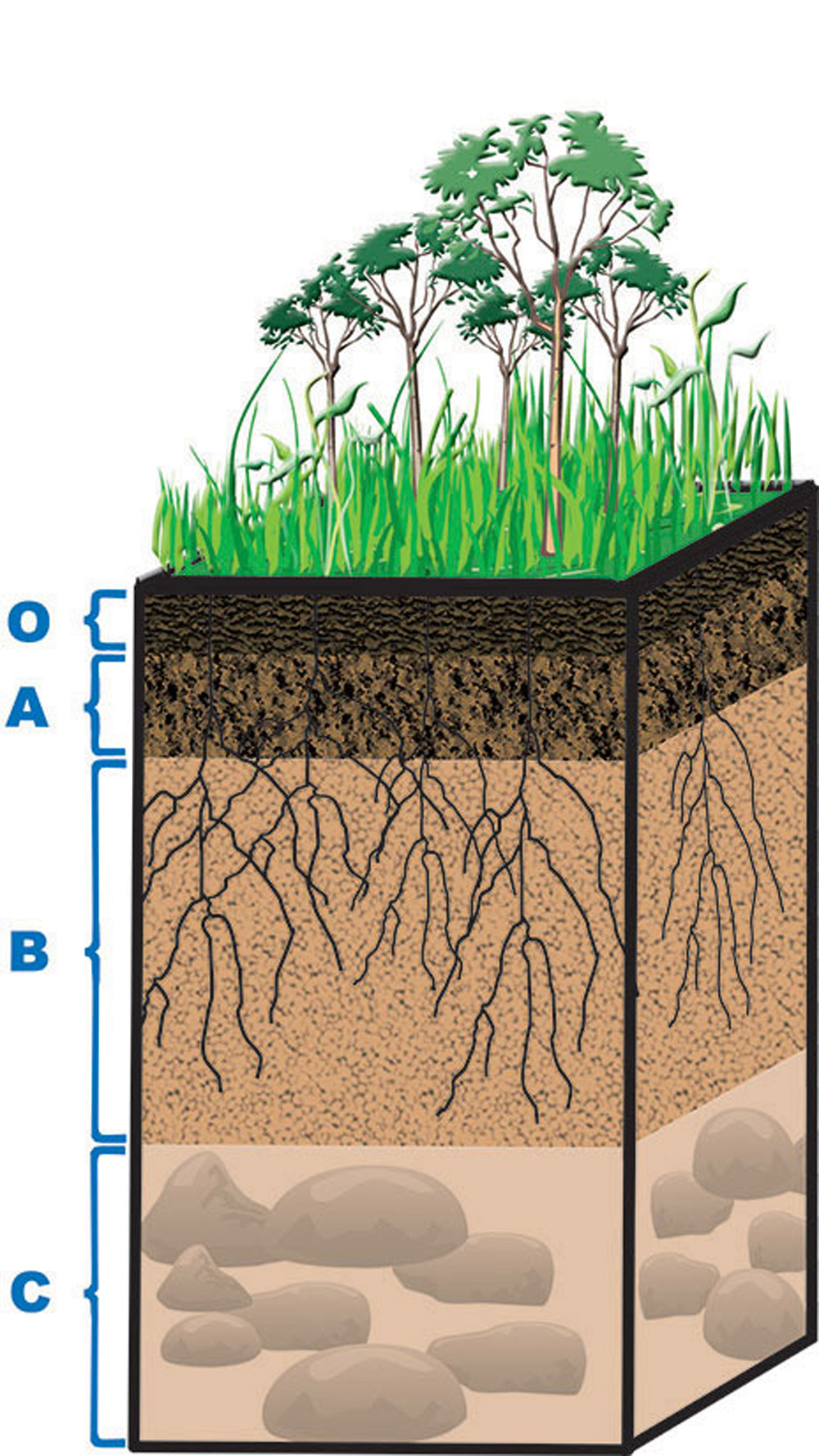 Image 8 Soil Layers All Soils Have Certain Layers The O Horizon Is The