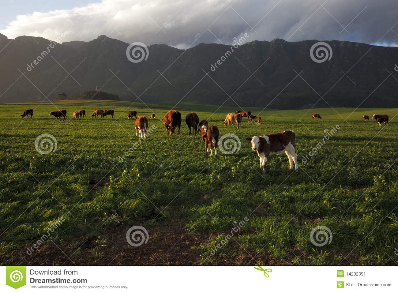 Image Of A Dairy Farm With A Mountain In The Background In The Western