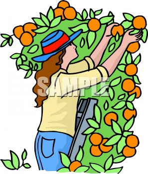 Picking Vegetables Clipart   Clipart Panda   Free Clipart Images