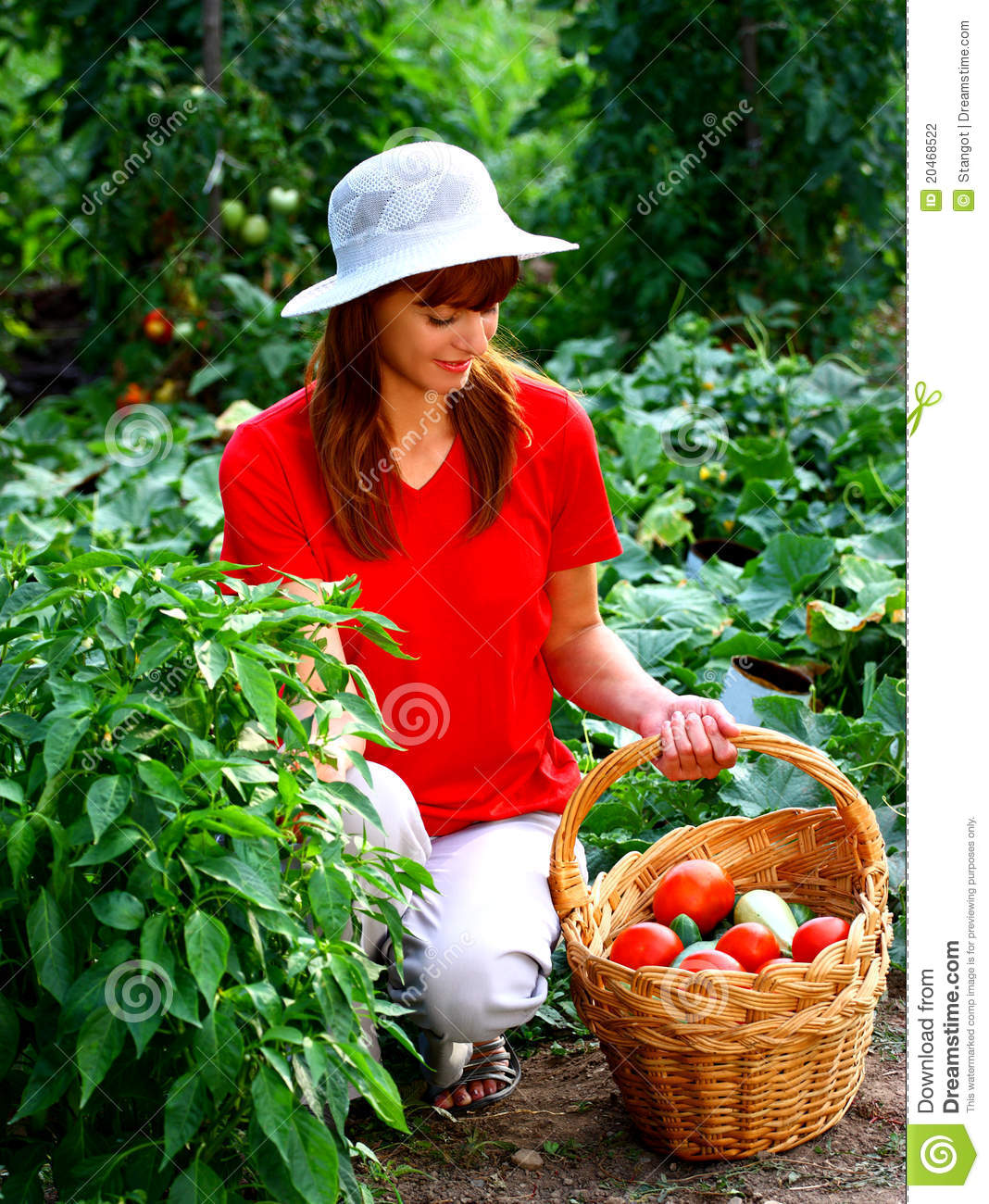 Picking Vegetables Clipart Woman Picking Vegetables