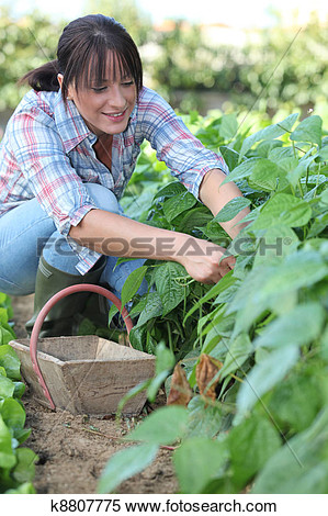 Picking Vegetables Clipart Woman Picking Vegetables
