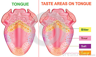 Tongue Taste Clipart Taste Areas Tongue 26836846 Jpg