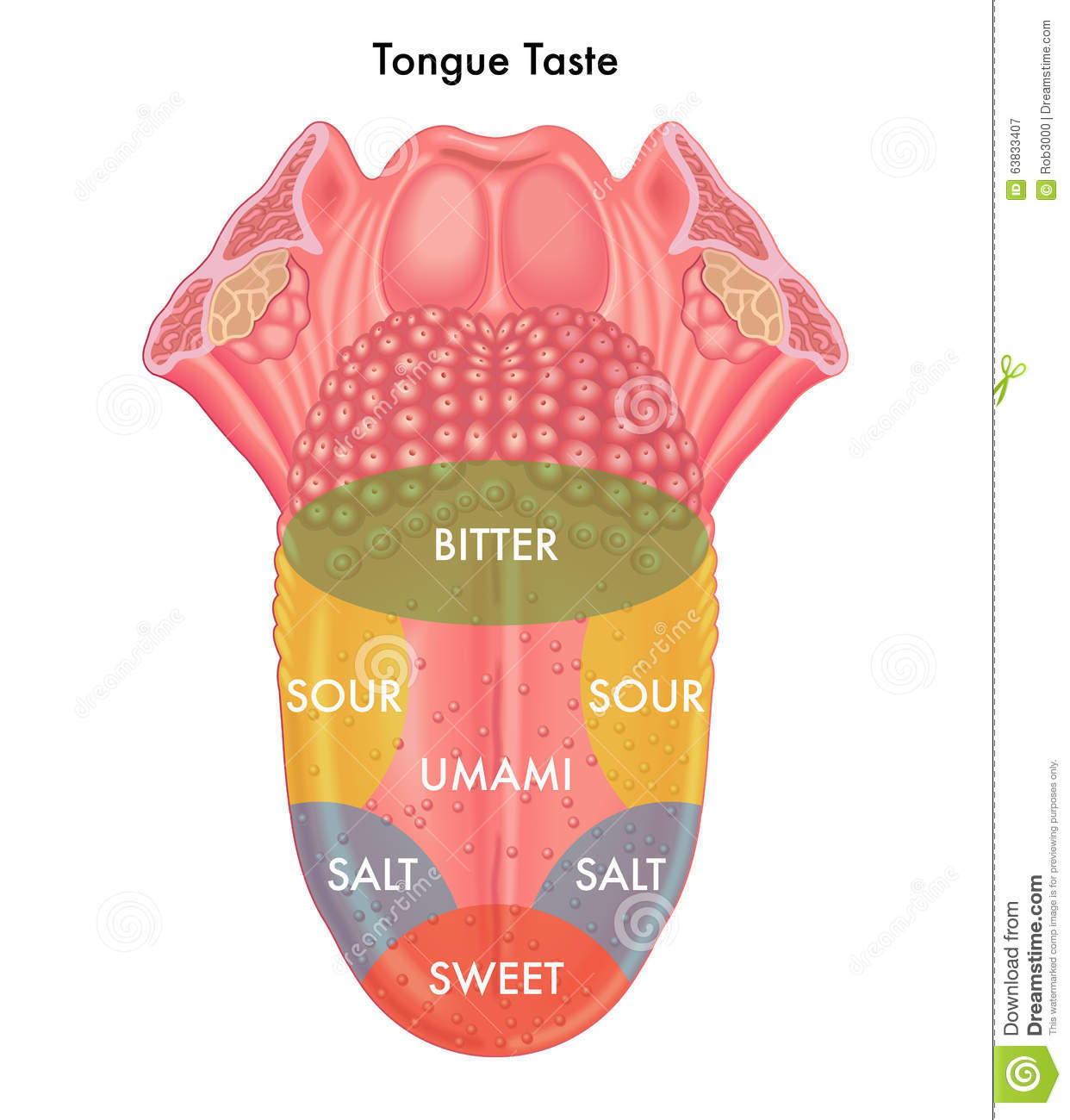 Tongue Taste Stock Photo   Image  63833407