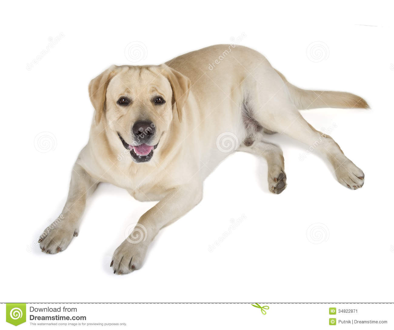 Yellow Labrador Retriever Smiling Stock Image   Image  34822871