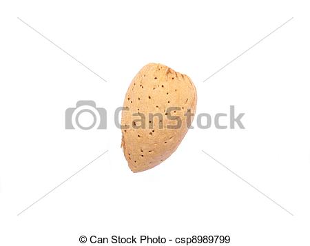 Almond Is Not A True Nut But A    Csp8989799   Search Vector Clipart    