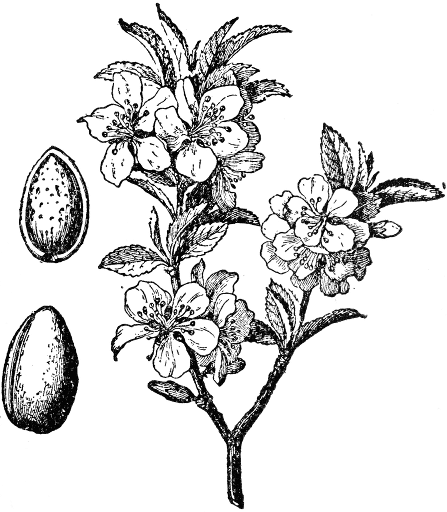 Almond Tree And Fruit   Clipart Etc