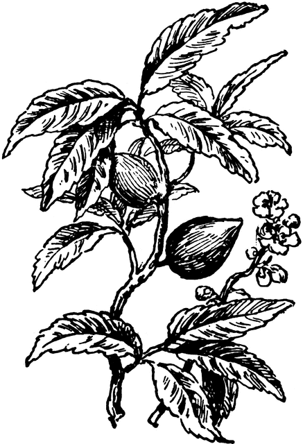 Almond Tree Drawing Almond Tree