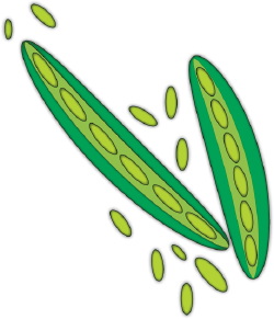 Clip Art Of Two Green Pea Pods And Peas Fresh From The Garden
