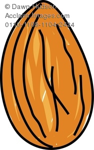 Clipart Image Of A Whimsical Drawing Of An Almond   Acclaim Stock    