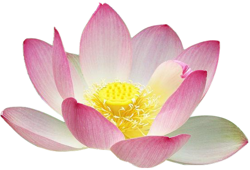 Free Realistic Lotus Flower Clip Art