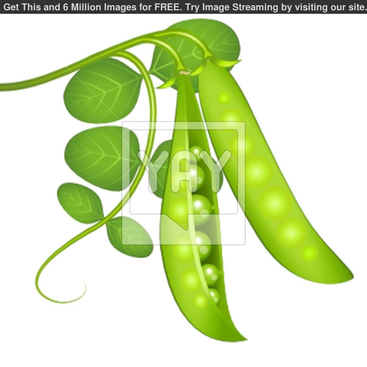 Green Peas Clip Art Green Peas