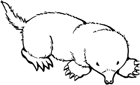 Mole 3 Coloring Page   Free Printable Coloring Pages