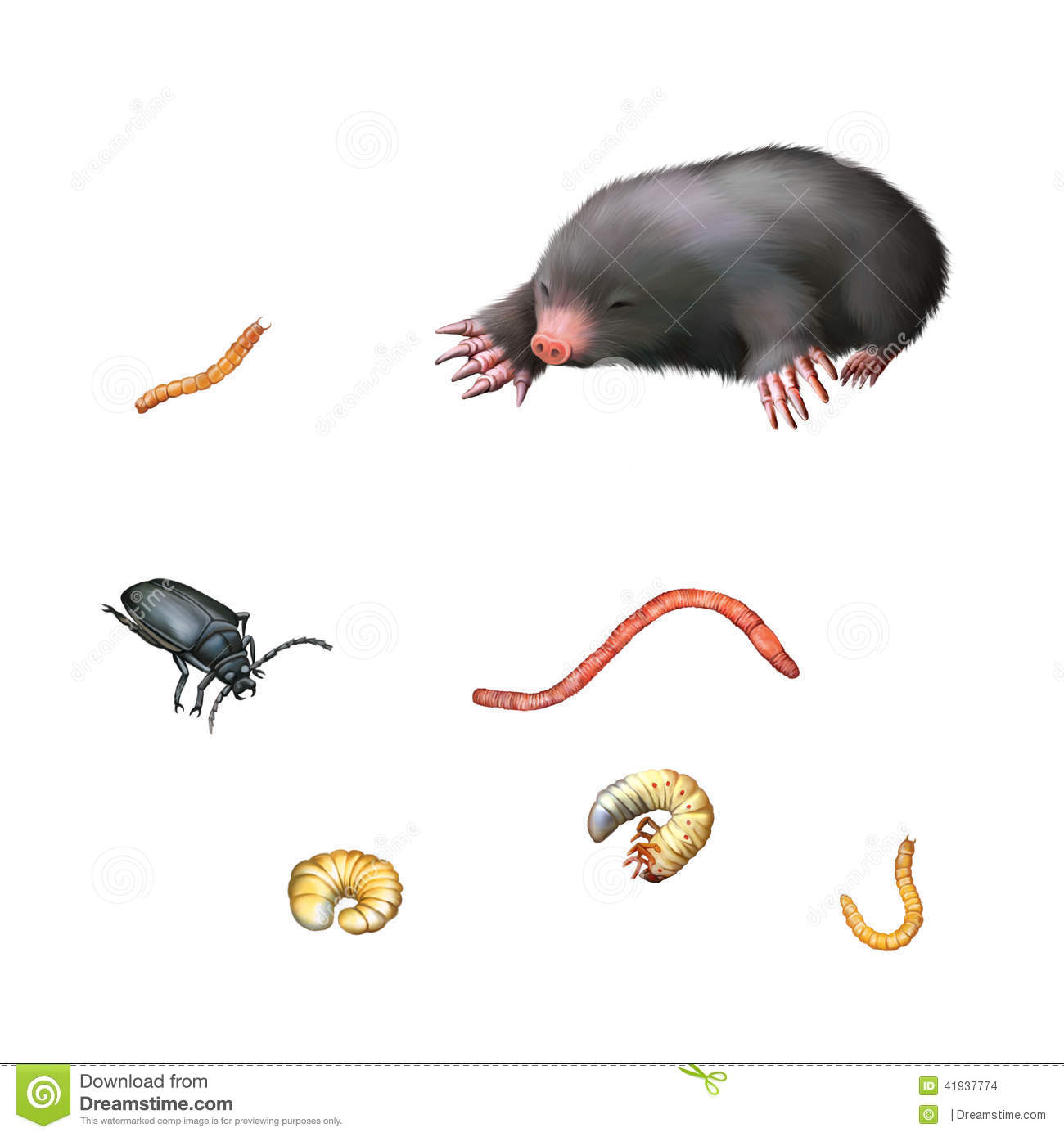 Mole Black Beetle Larvae And Worms Isolated On A White Background