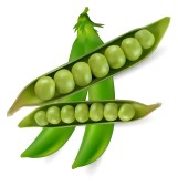 Soybean 20clipart   Clipart Panda   Free Clipart Images