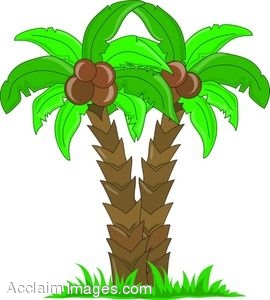 Coconut Tree Cartoon Pictures