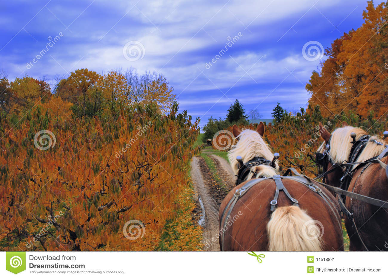 Horse Drawn Autmn Hayride Through And Apple And Peach Orchard In