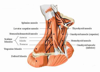 Neck Muscles   Human Anatomy Organs