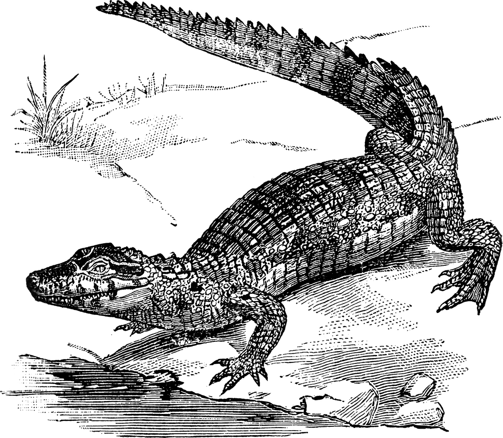 Crocodile   Clipart Etc