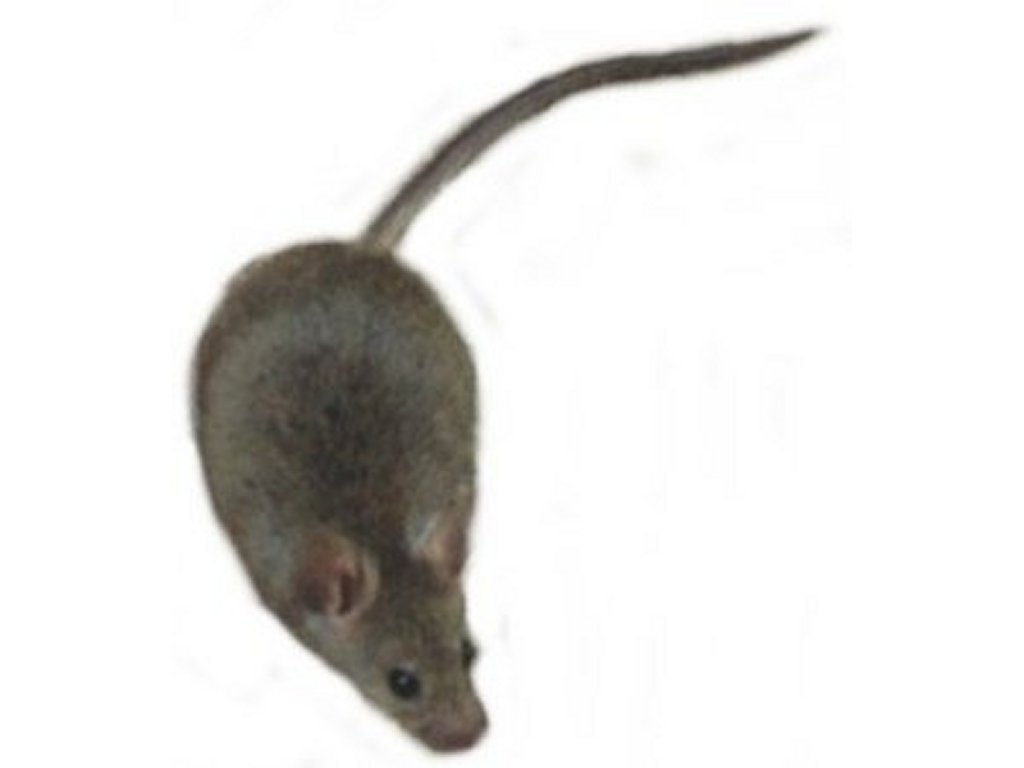 Free Mouse Mice Clipart Pictures