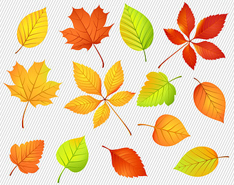 Autumn Leaves Clipart  Fall Tree Leaves Illustration  Natural Digital