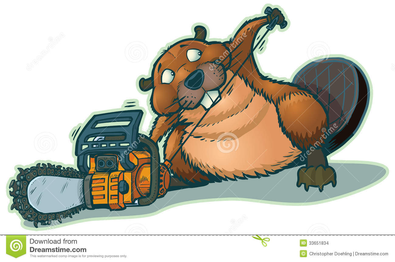 Cute Beaver Starting A Chainsaw  He Looks A Little Guilty To Be