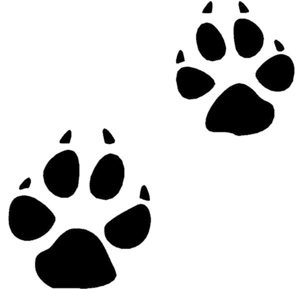 Coyote Tracks    Animals Mixed Animal Prints Coyote Tracks Png Html