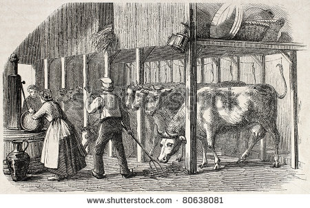 Old Illustration Dutch Man And Woman Working In A Cowshed  Created By