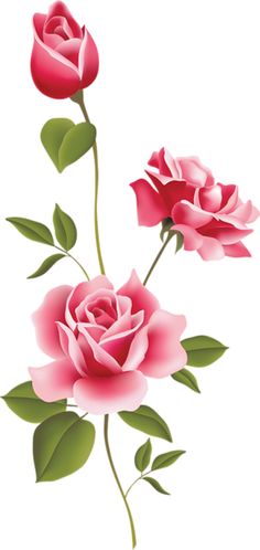 Art Png Clipart More Cliparts Imagenes Obr Zky Pink Roses Png Clipart    