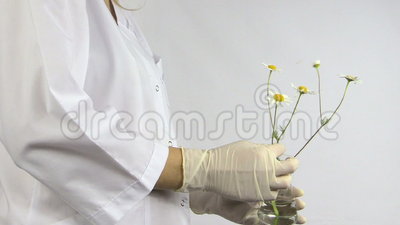 Lab Woman With Gloves Put Daisy Flower Into Flask Stock Footage