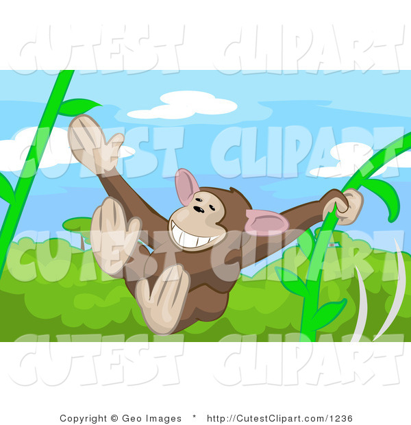 Monkey Swinging On Vines Through A Rainforest By Geo Images    1236