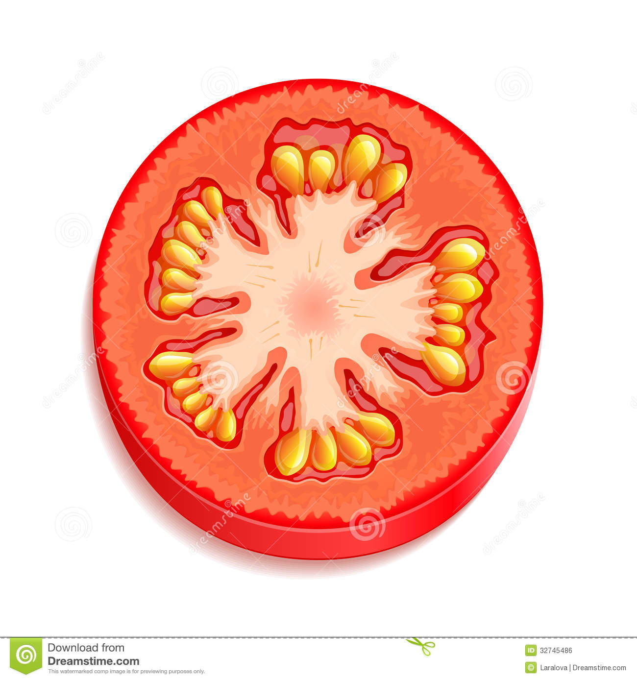 Slice Of Tomato Royalty Free Stock Image   Image  32745486