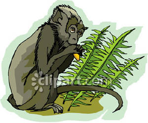 Spider Monkey In The Rainforest   Royalty Free Clipart Picture