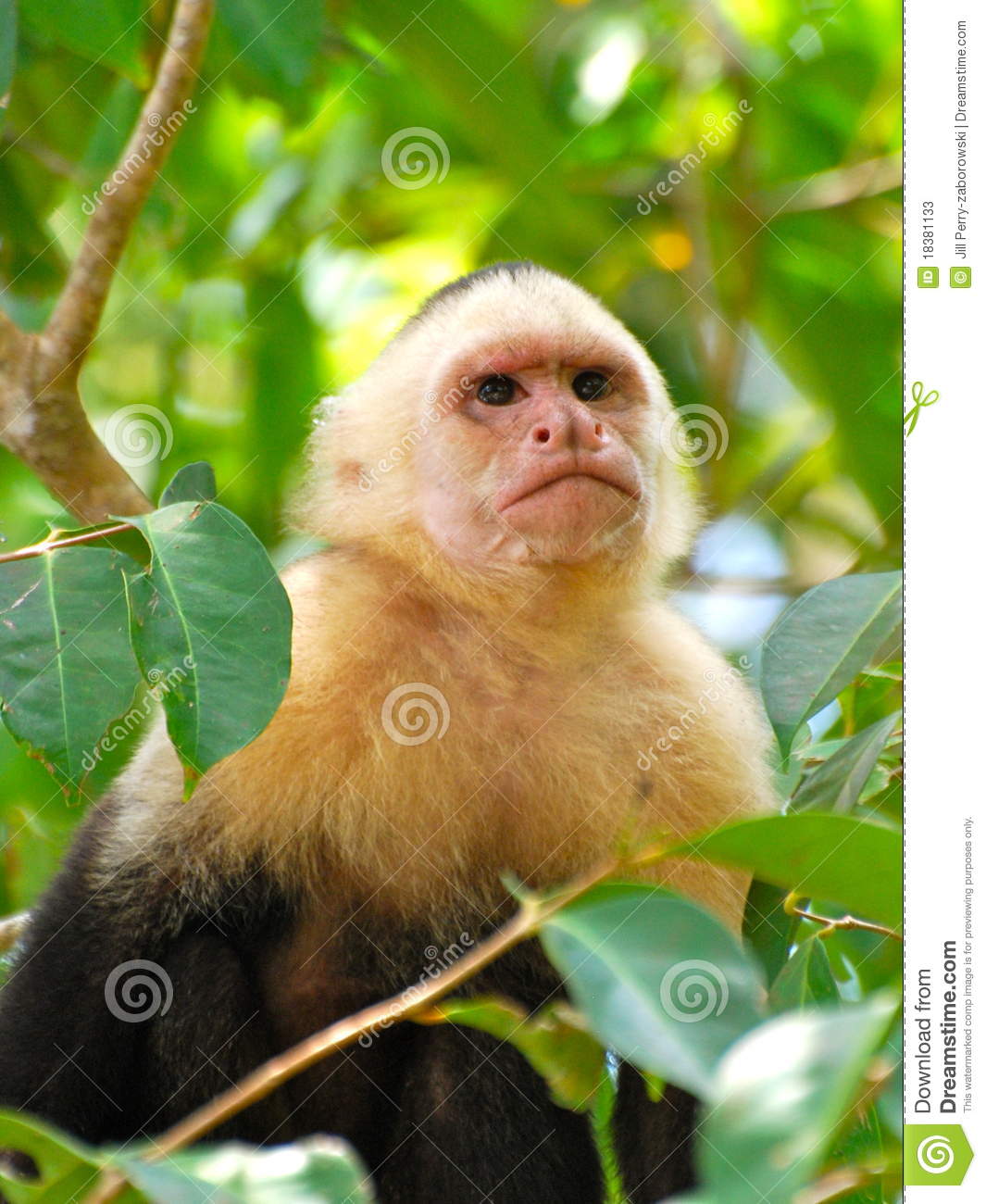 White Face Monkey In The Rainforest Stock Photos   Image  18381133