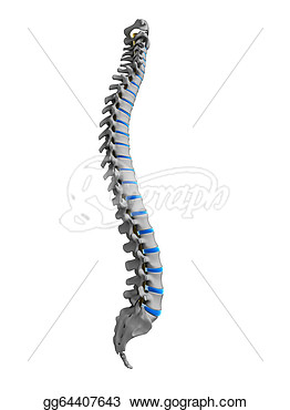 3d Rendered Illustration   Human Spine  Stock Illustration Gg64407643