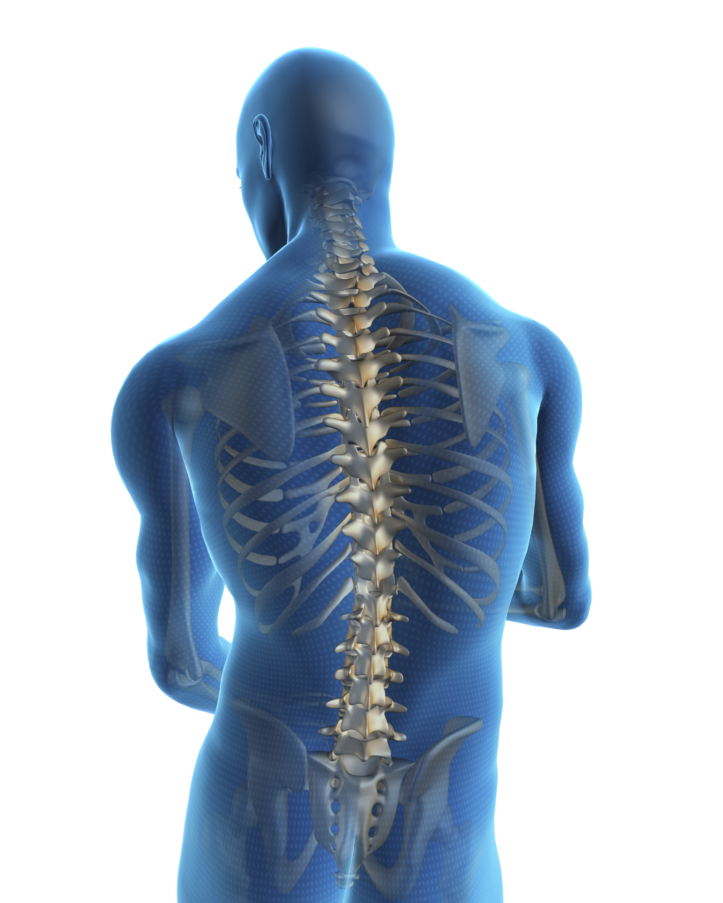 Back And Spine Backgrounds Wallpapers Human Back And Spine Design Jpg