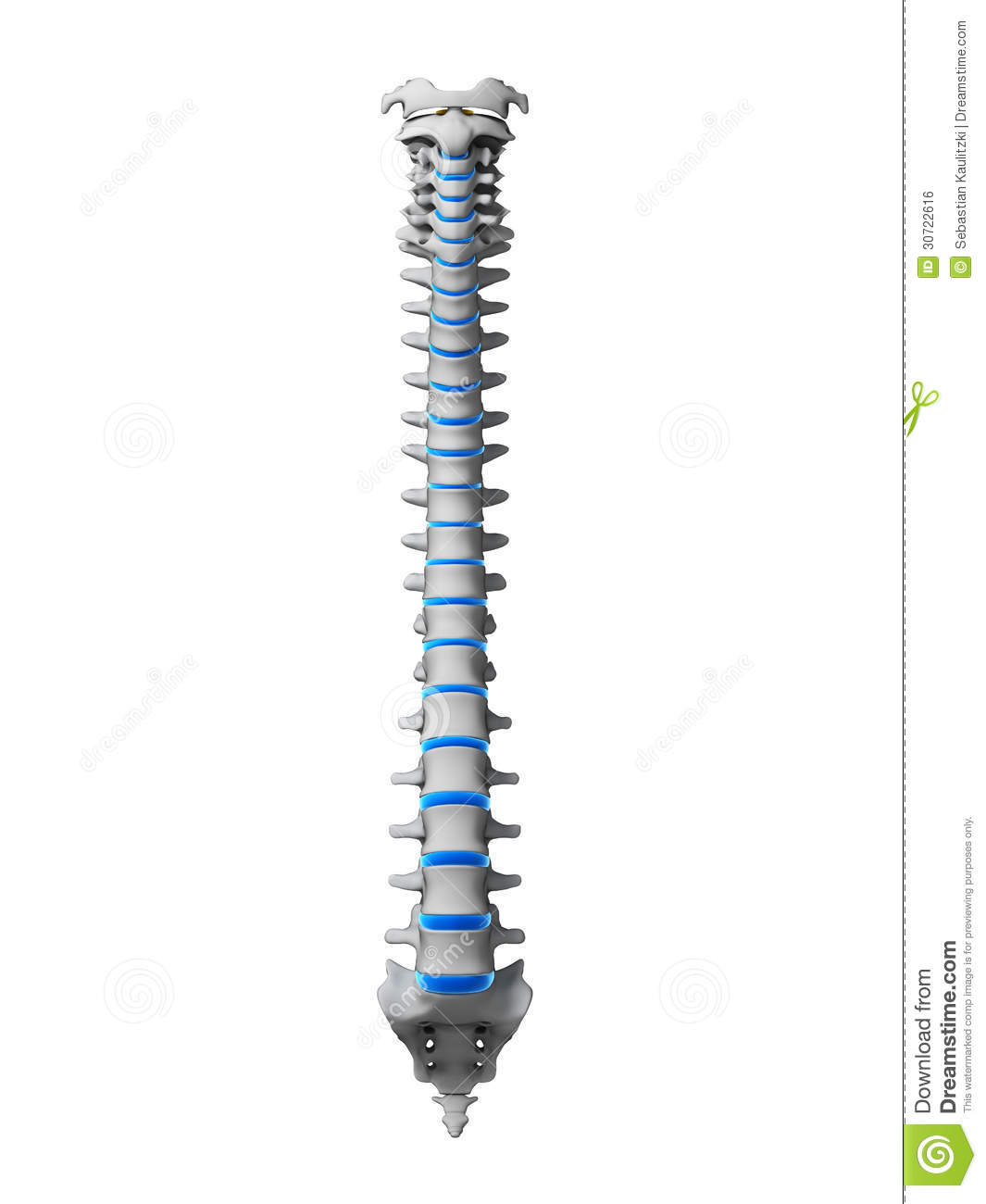 Human Spine Royalty Free Stock Image   Image  30722616