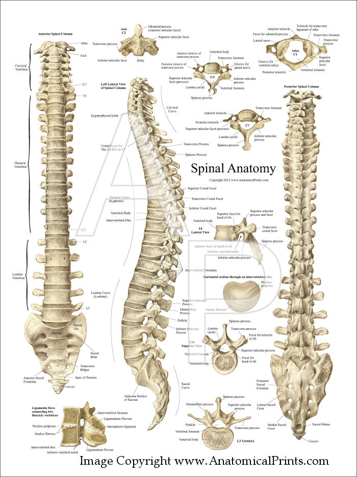 Spinal Anatomy Poster   18 X 24  Laminated Or Photo Paper