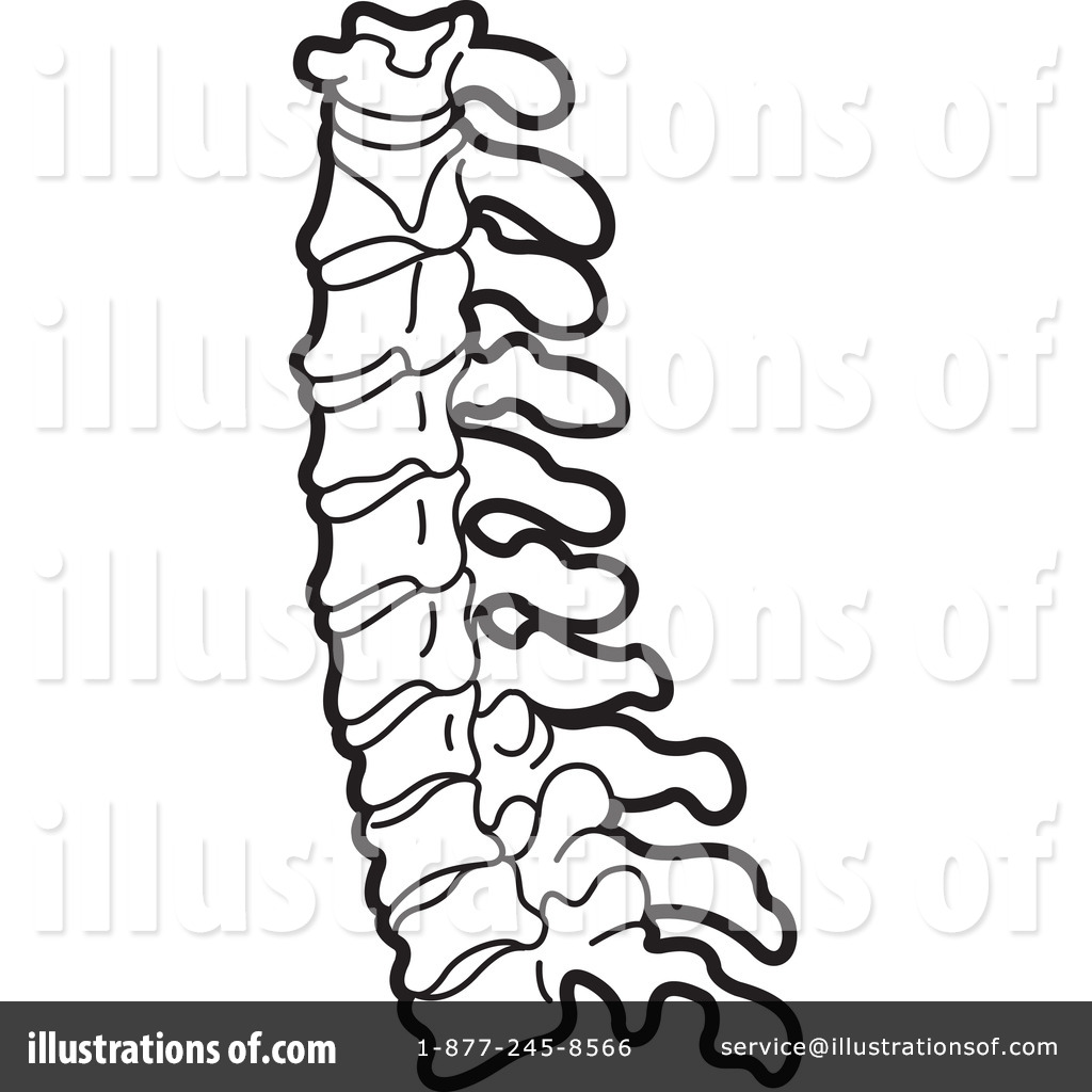 Spine Clipart  1146445   Illustration By Lal Perera