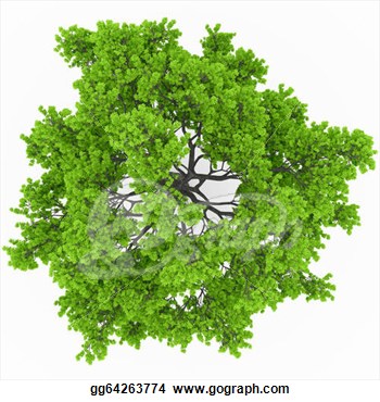 Drawing   Tree Top View  Clipart Drawing Gg64263774   Gograph