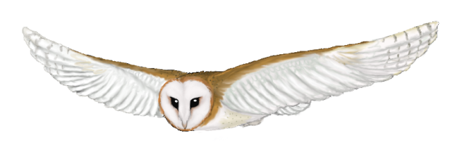 Flying Owl Drawing   Clipart Panda   Free Clipart Images