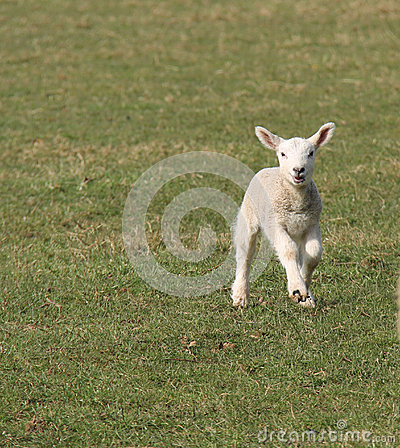 Skipping Baby Lamb  Stock Photo   Image  39954249