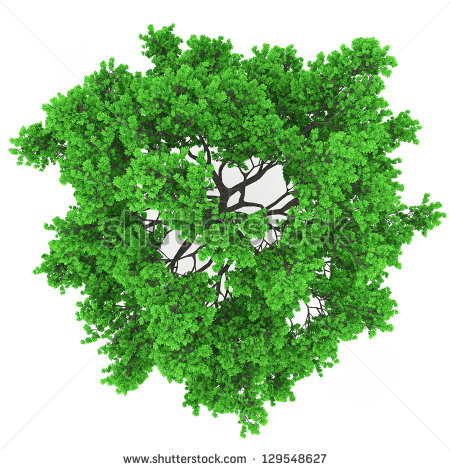 Tree Top View In 100mpix Stock Photo 129548627   Shutterstock